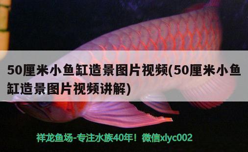 50厘米小魚缸造景圖片視頻(50厘米小魚缸造景圖片視頻講解)