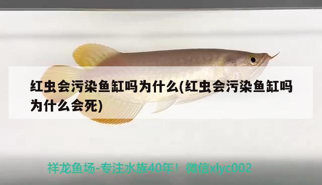 紅蟲會(huì)污染魚缸嗎為什么(紅蟲會(huì)污染魚缸嗎為什么會(huì)死)