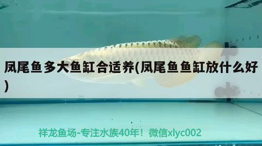 鳳尾魚(yú)多大魚(yú)缸合適養(yǎng)(鳳尾魚(yú)魚(yú)缸放什么好) 養(yǎng)魚(yú)知識(shí)