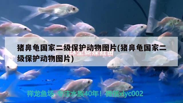 豬鼻龜國家二級保護動物圖片(豬鼻龜國家二級保護動物圖片)