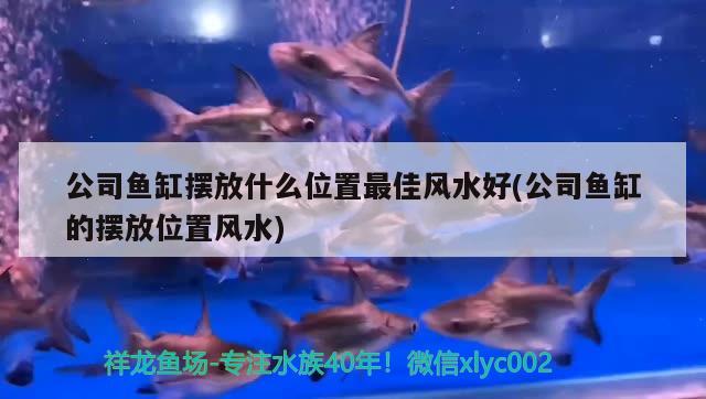 公司魚缸擺放什么位置最佳風(fēng)水好(公司魚缸的擺放位置風(fēng)水) 魚缸風(fēng)水