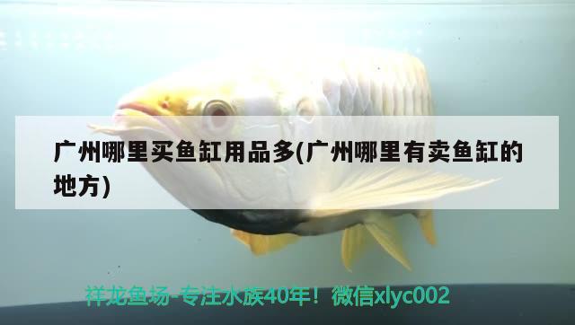 廣州哪里買魚缸用品多(廣州哪里有賣魚缸的地方) 純血皇冠黑白魟魚