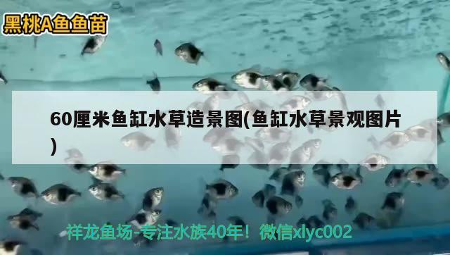 60厘米魚缸水草造景圖(魚缸水草景觀圖片) 水草