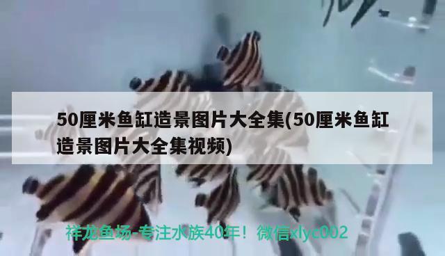 50厘米魚(yú)缸造景圖片大全集(50厘米魚(yú)缸造景圖片大全集視頻) 野彩魚(yú)