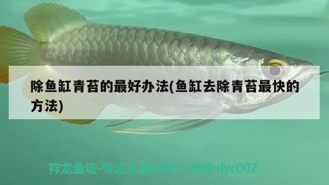 除魚(yú)缸青苔的最好辦法(魚(yú)缸去除青苔最快的方法) 廣州祥龍國(guó)際水族貿(mào)易