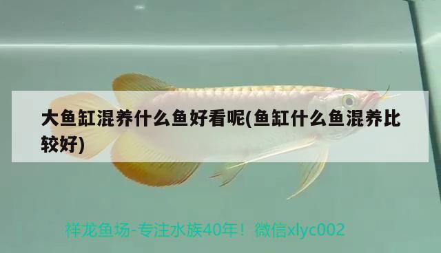 大魚缸混養(yǎng)什么魚好看呢(魚缸什么魚混養(yǎng)比較好) 雙線側(cè)魚 第2張