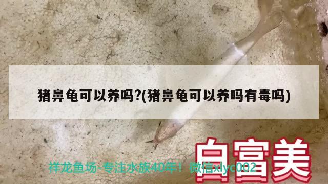 豬鼻龜可以養(yǎng)嗎?(豬鼻龜可以養(yǎng)嗎有毒嗎) 豬鼻龜