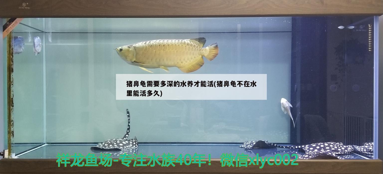 豬鼻龜需要多深的水養(yǎng)才能活(豬鼻龜不在水里能活多久)