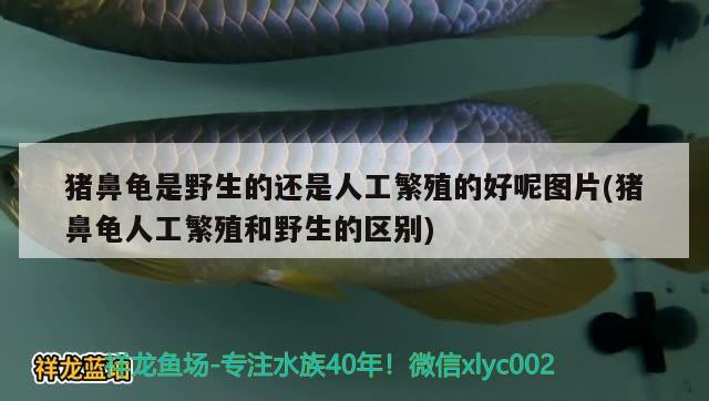 豬鼻龜是野生的還是人工繁殖的好呢圖片(豬鼻龜人工繁殖和野生的區(qū)別)