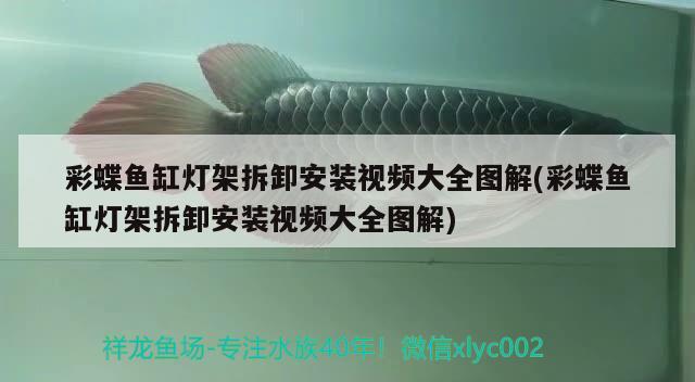 彩蝶魚(yú)缸燈架拆卸安裝視頻大全圖解(彩蝶魚(yú)缸燈架拆卸安裝視頻大全圖解)