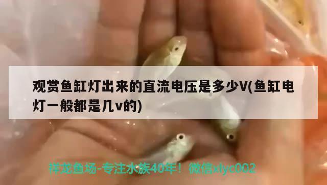 觀賞魚缸燈出來的直流電壓是多少V(魚缸電燈一般都是幾v的)