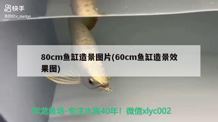 80cm魚缸造景圖片(60cm魚缸造景效果圖) 名貴錦鯉魚