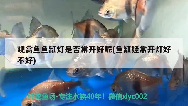 觀賞魚魚缸燈是否常開好呢(魚缸經(jīng)常開燈好不好)