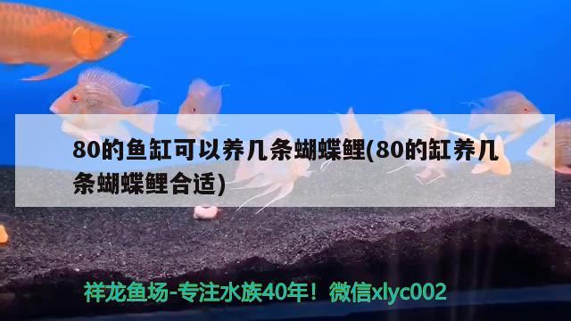 80的魚缸可以養(yǎng)幾條蝴蝶鯉(80的缸養(yǎng)幾條蝴蝶鯉合適) 蝴蝶鯉