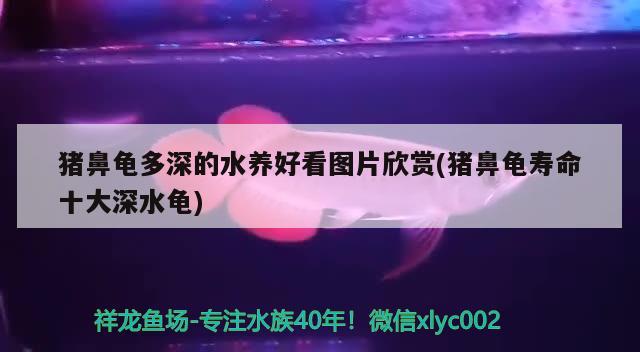 豬鼻龜多深的水養(yǎng)好看圖片欣賞(豬鼻龜壽命十大深水龜) 豬鼻龜