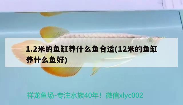 1.2米的魚(yú)缸養(yǎng)什么魚(yú)合適(12米的魚(yú)缸養(yǎng)什么魚(yú)好) 二氧化碳設(shè)備