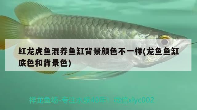 紅龍虎魚(yú)混養(yǎng)魚(yú)缸背景顏色不一樣(龍魚(yú)魚(yú)缸底色和背景色)