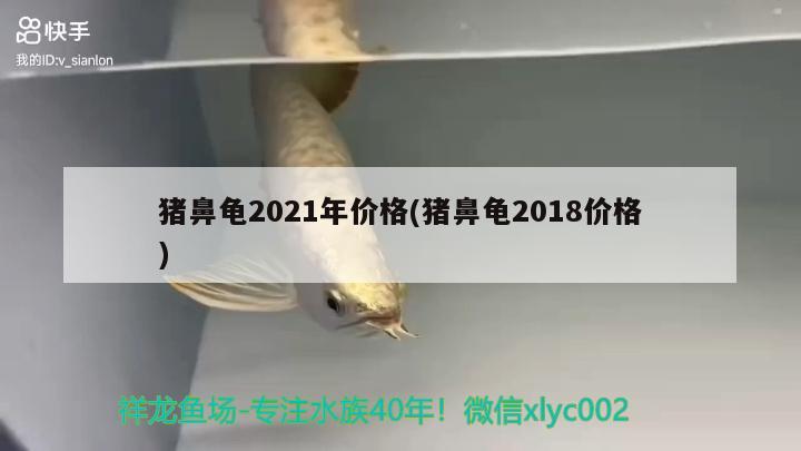 豬鼻龜2021年價格(豬鼻龜2018價格) 豬鼻龜