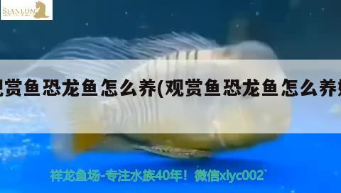 觀賞魚恐龍魚怎么養(yǎng)(觀賞魚恐龍魚怎么養(yǎng)好)