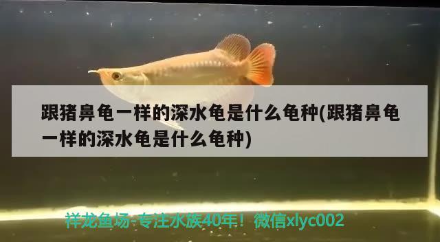 跟豬鼻龜一樣的深水龜是什么龜種(跟豬鼻龜一樣的深水龜是什么龜種) 豬鼻龜