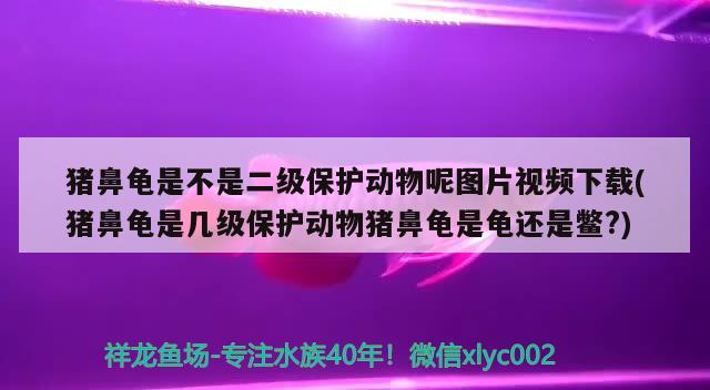 豬鼻龜是不是二級保護(hù)動物呢圖片視頻下載(豬鼻龜是幾級保護(hù)動物豬鼻龜是龜還是鱉?) 豬鼻龜百科