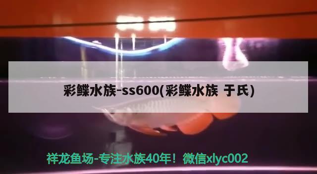 彩鰈水族-ss600(彩鰈水族于氏)