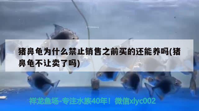 豬鼻龜為什么禁止銷售之前買的還能養(yǎng)嗎(豬鼻龜不讓賣了嗎) 豬鼻龜