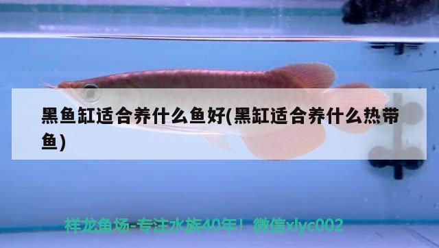 黑魚(yú)缸適合養(yǎng)什么魚(yú)好(黑缸適合養(yǎng)什么熱帶魚(yú)) 粗線銀版魚(yú)