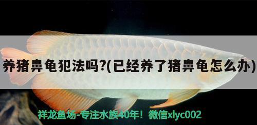 養(yǎng)豬鼻龜犯法嗎?(已經(jīng)養(yǎng)了豬鼻龜怎么辦)