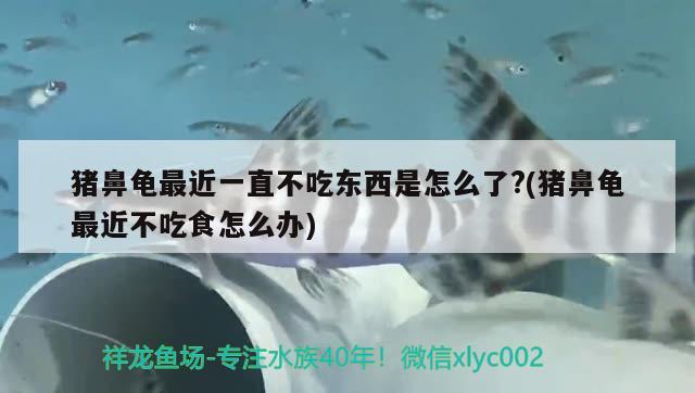 豬鼻龜最近一直不吃東西是怎么了?(豬鼻龜最近不吃食怎么辦) 豬鼻龜百科