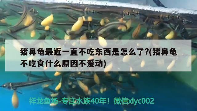 豬鼻龜最近一直不吃東西是怎么了?(豬鼻龜不吃食什么原因不愛動) 豬鼻龜百科