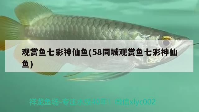 觀賞魚七彩神仙魚(58同城觀賞魚七彩神仙魚)