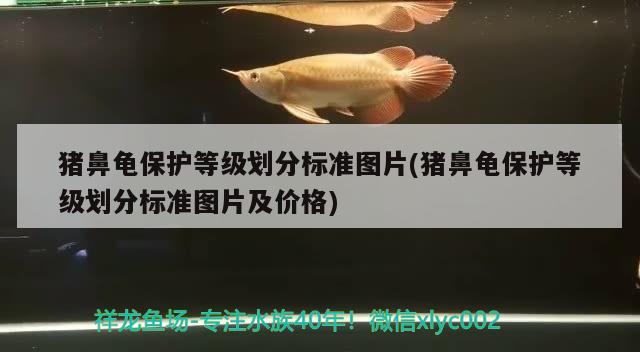 豬鼻龜保護等級劃分標準圖片(豬鼻龜保護等級劃分標準圖片及價格)