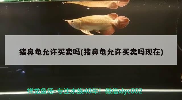 豬鼻龜允許買賣嗎(豬鼻龜允許買賣嗎現(xiàn)在) 豬鼻龜百科