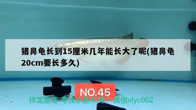 豬鼻龜長到15厘米幾年能長大了呢(豬鼻龜20cm要長多久) 豬鼻龜百科