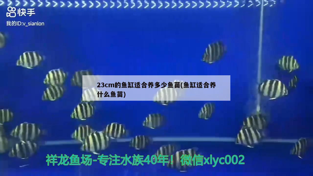 23cm的魚缸適合養(yǎng)多少魚苗(魚缸適合養(yǎng)什么魚苗) 申古銀版魚