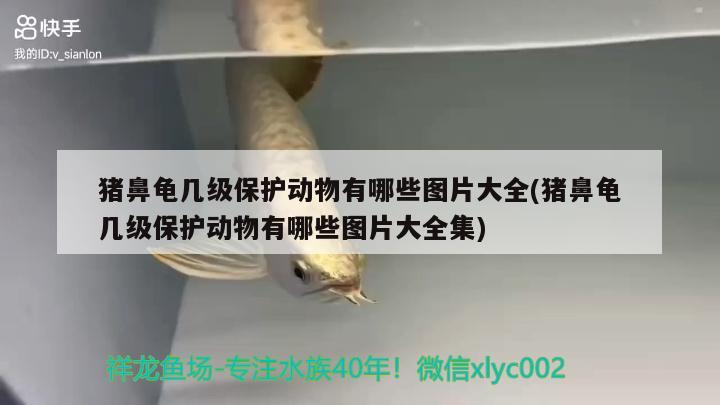 豬鼻龜幾級保護動物有哪些圖片大全(豬鼻龜幾級保護動物有哪些圖片大全集) 豬鼻龜