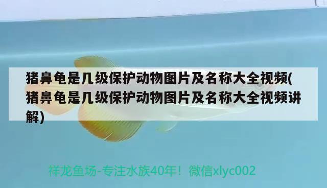 豬鼻龜是幾級保護動物圖片及名稱大全視頻(豬鼻龜是幾級保護動物圖片及名稱大全視頻講解)