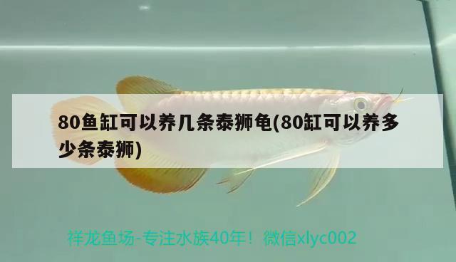 80魚缸可以養(yǎng)幾條泰獅龜(80缸可以養(yǎng)多少條泰獅)