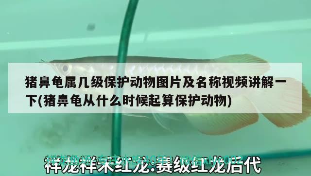 豬鼻龜屬幾級(jí)保護(hù)動(dòng)物圖片及名稱視頻講解一下(豬鼻龜從什么時(shí)候起算保護(hù)動(dòng)物) 豬鼻龜百科