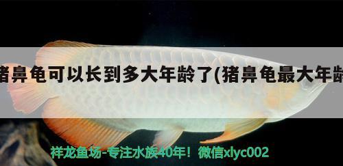 豬鼻龜可以長到多大年齡了(豬鼻龜最大年齡)