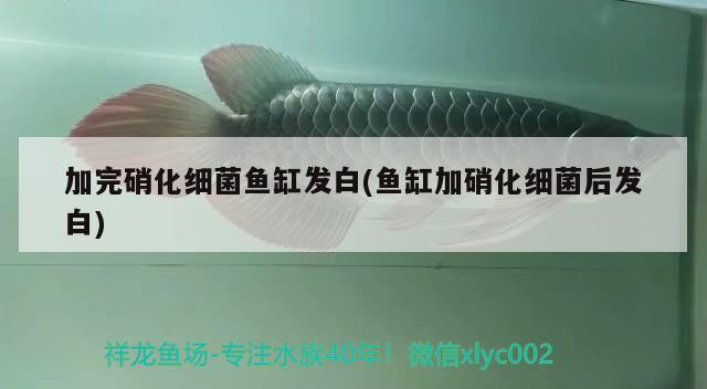 加完硝化細(xì)菌魚(yú)缸發(fā)白(魚(yú)缸加硝化細(xì)菌后發(fā)白)