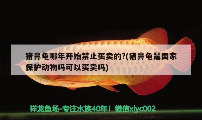 豬鼻龜哪年開始禁止買賣的?(豬鼻龜是國家保護(hù)動物嗎可以買賣嗎) 豬鼻龜百科