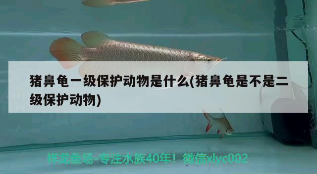 豬鼻龜一級保護動物是什么(豬鼻龜是不是二級保護動物) 豬鼻龜