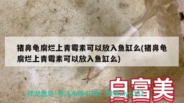 豬鼻龜腐爛上青霉素可以放入魚缸么(豬鼻龜腐爛上青霉素可以放入魚缸么) 豬鼻龜百科