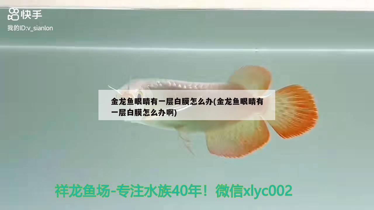 金龍魚眼睛有一層白膜怎么辦(金龍魚眼睛有一層白膜怎么辦啊)