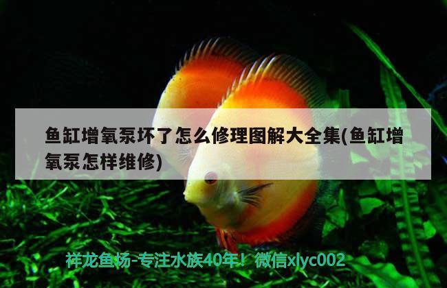 魚缸增氧泵壞了怎么修理圖解大全集(魚缸增氧泵怎樣維修)