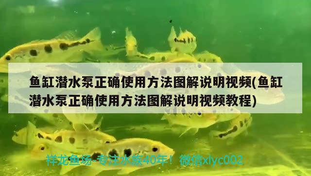 魚缸潛水泵正確使用方法圖解說明視頻(魚缸潛水泵正確使用方法圖解說明視頻教程) 黑白雙星魚