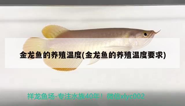 金龍魚的養(yǎng)殖溫度(金龍魚的養(yǎng)殖溫度要求) 熊貓異形魚L46