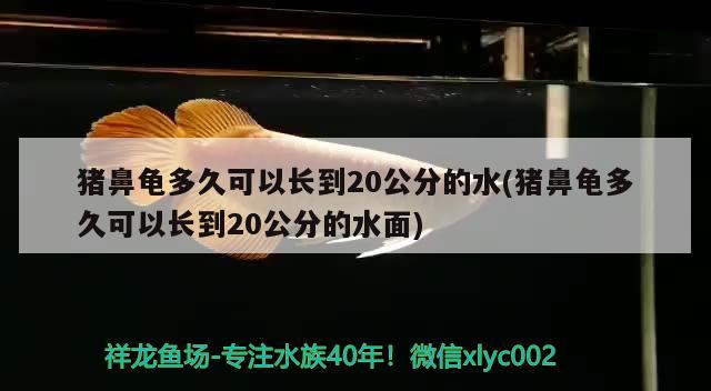 豬鼻龜多久可以長到20公分的水(豬鼻龜多久可以長到20公分的水面) 豬鼻龜百科